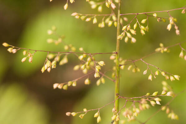 Isachne distichophylla Spikelets