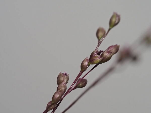 Isachne distichophylla Spikelets