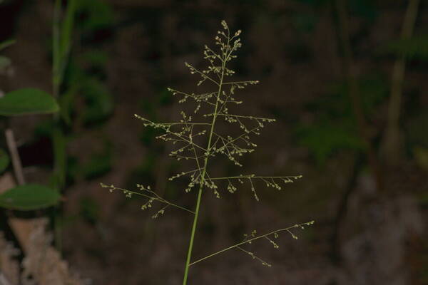 Isachne distichophylla Inflorescence