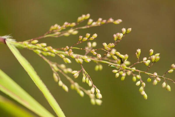 Isachne distichophylla Inflorescence