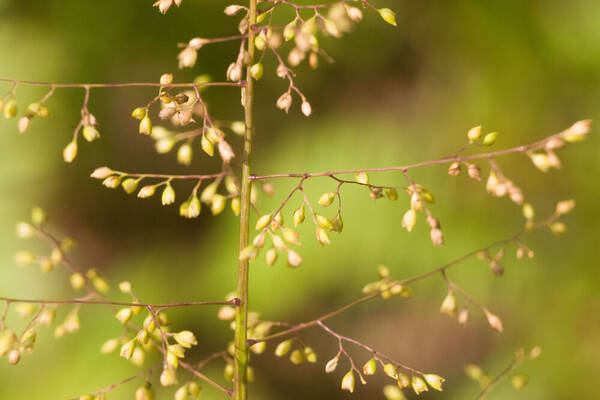 Isachne distichophylla Inflorescence