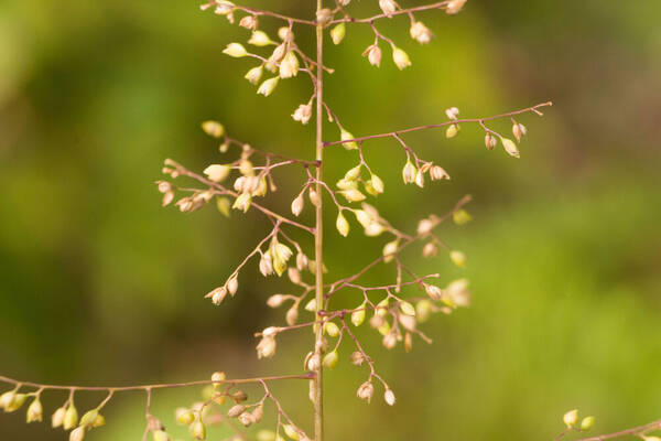 Isachne distichophylla Inflorescence