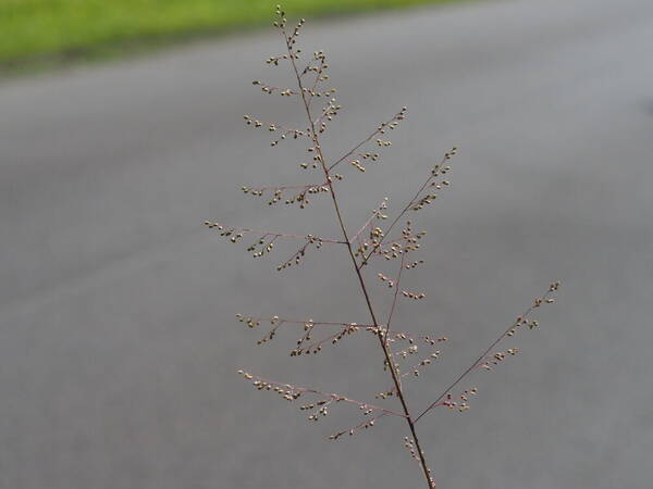 Isachne distichophylla Inflorescence