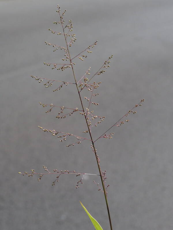 Isachne distichophylla Inflorescence