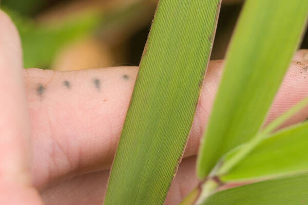 Isachne distichophylla Leaf margin