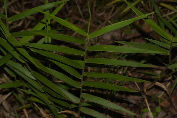 Isachne distichophylla Plant