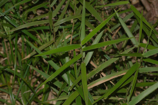 Isachne distichophylla Plant