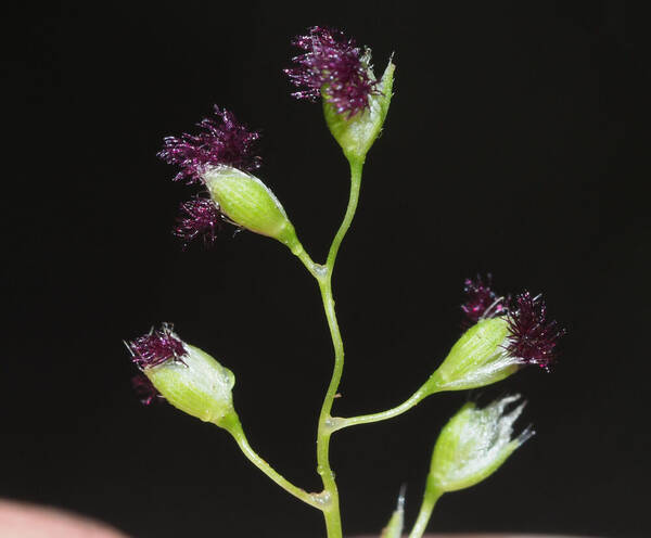 Isachne pallens Spikelets