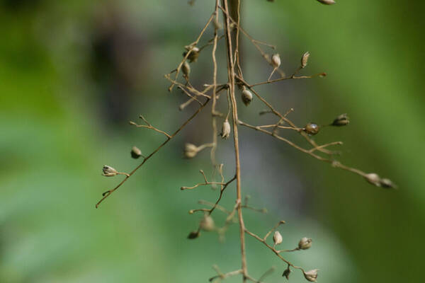 Isachne pallens Spikelets