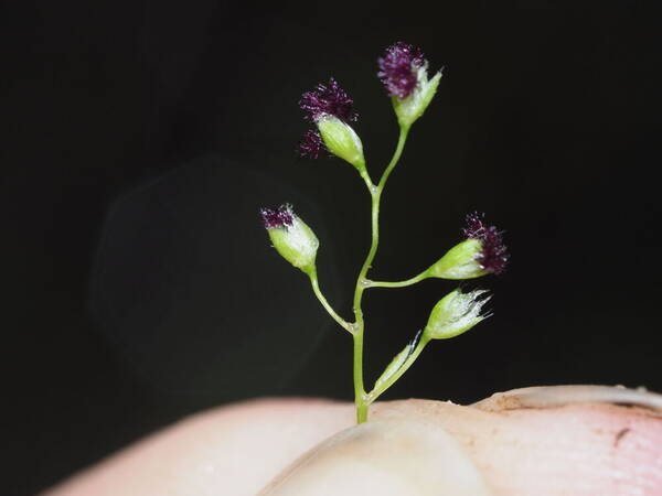 Isachne pallens Spikelets