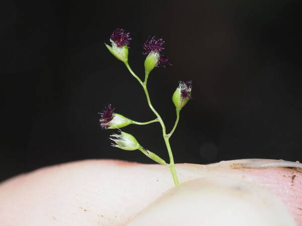 Isachne pallens Spikelets