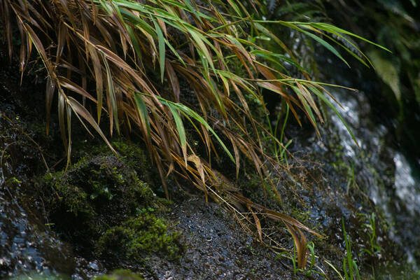 Isachne pallens Habit