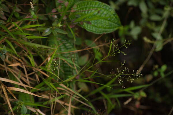 Isachne pallens Habit