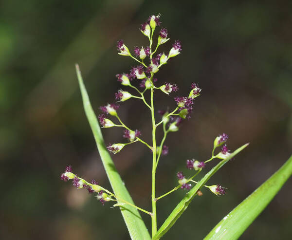 Isachne pallens Inflorescence