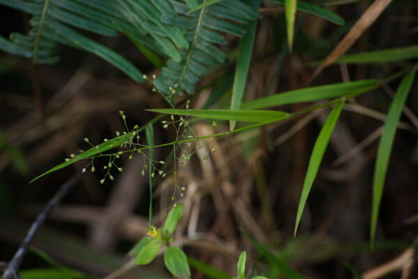 Isachne pallens Inflorescence