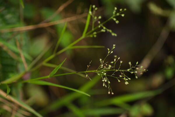 Isachne pallens Inflorescence