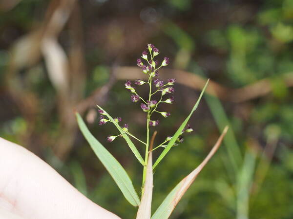 Isachne pallens Inflorescence