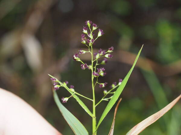 Isachne pallens Inflorescence