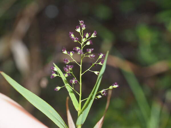 Isachne pallens Inflorescence