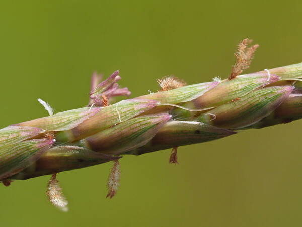 Ischaemum aristatum Spikelets