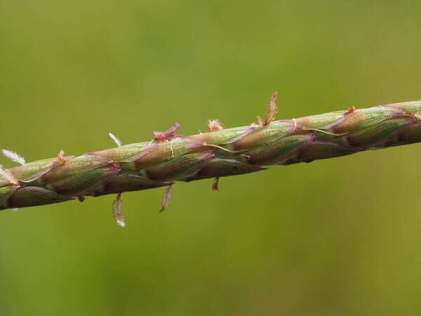 Ischaemum aristatum Spikelets