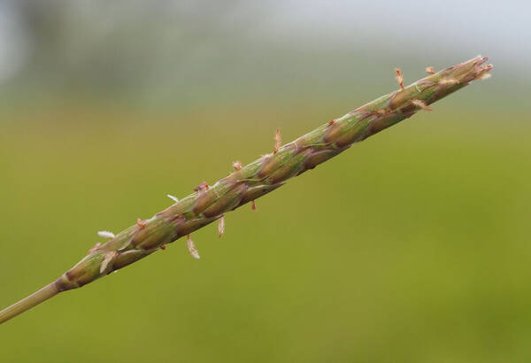 Ischaemum aristatum Inflorescence