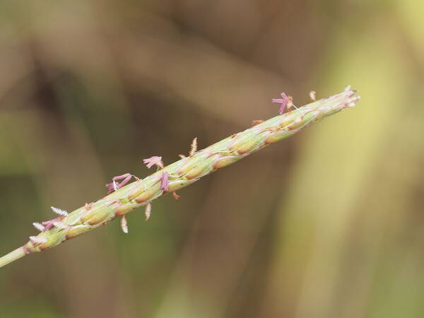 Ischaemum aristatum Inflorescence