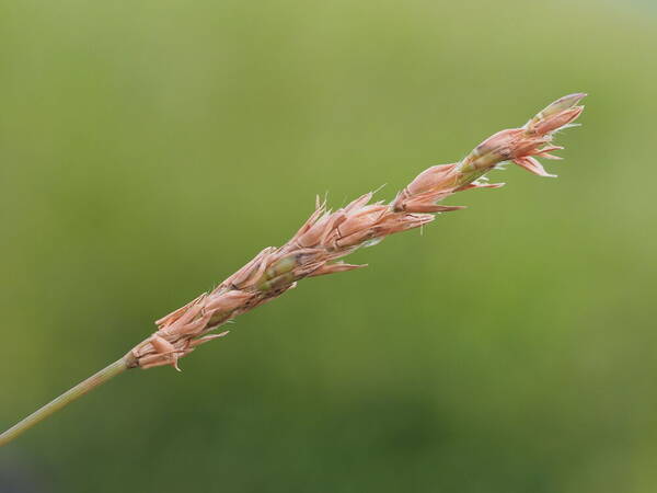 Ischaemum aristatum Inflorescence