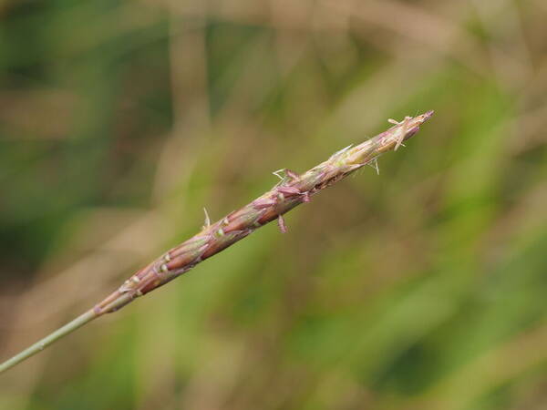 Ischaemum aristatum Inflorescence