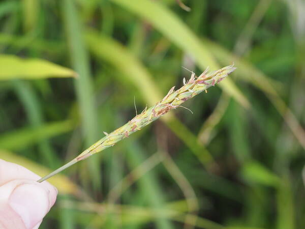 Ischaemum aristatum Inflorescence