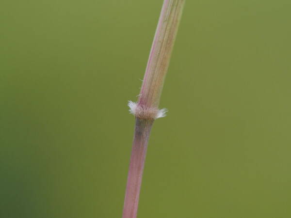 Ischaemum aristatum Node