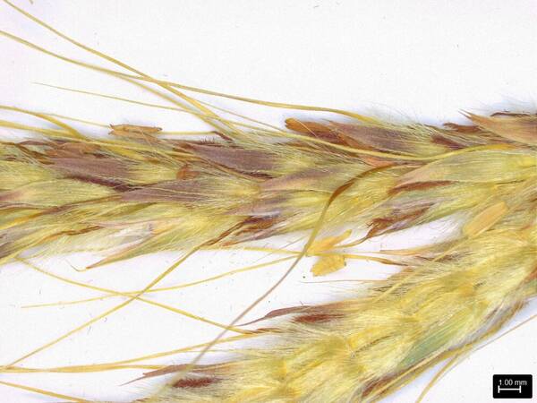 Ischaemum byrone Spikelets