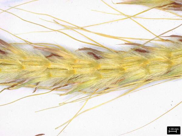 Ischaemum byrone Spikelets