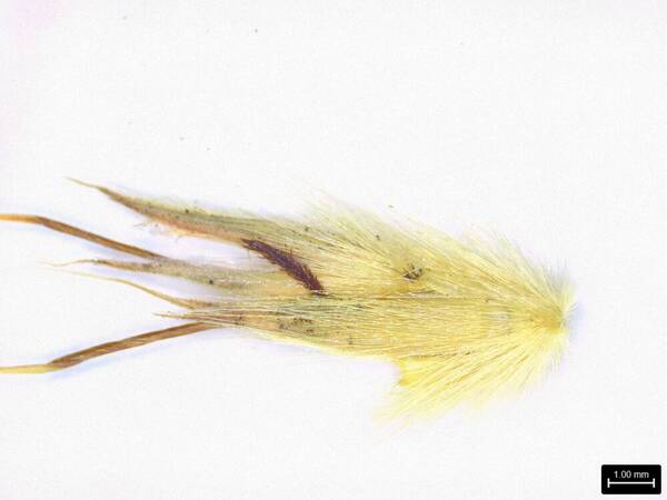 Ischaemum byrone Spikelets