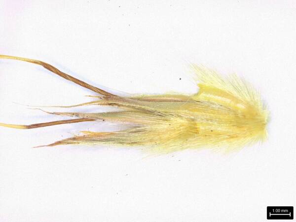 Ischaemum byrone Spikelets