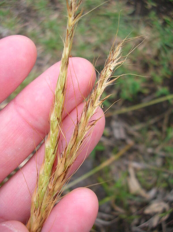 Ischaemum byrone Inflorescence