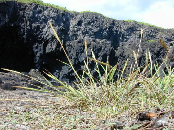 Ischaemum byrone Plant