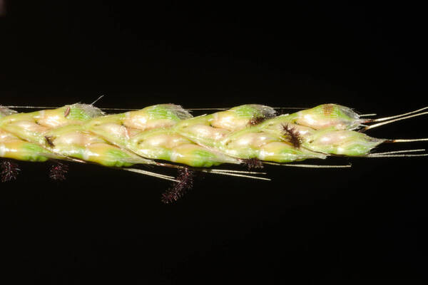 Ischaemum ciliare Spikelets