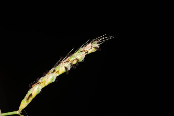 Ischaemum ciliare Spikelets