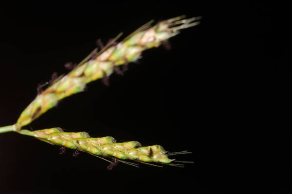 Ischaemum ciliare Spikelets