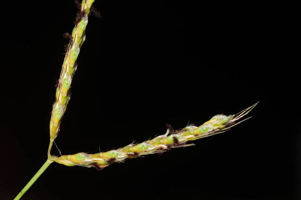 Ischaemum ciliare Inflorescence