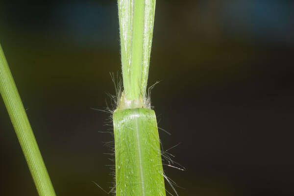 Ischaemum polystachyum Collar