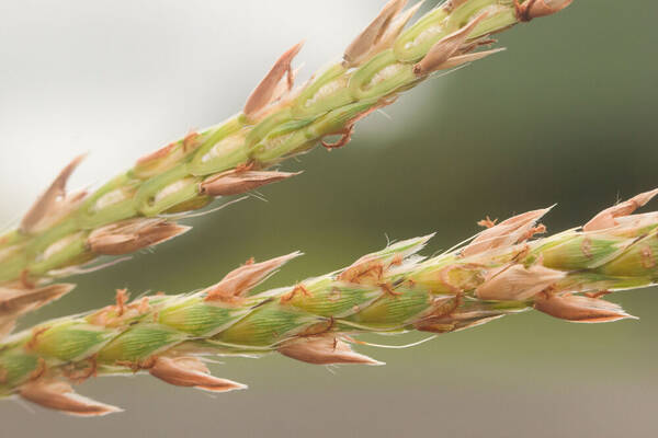 Ischaemum polystachyum Spikelets