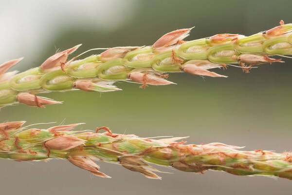 Ischaemum polystachyum Spikelets