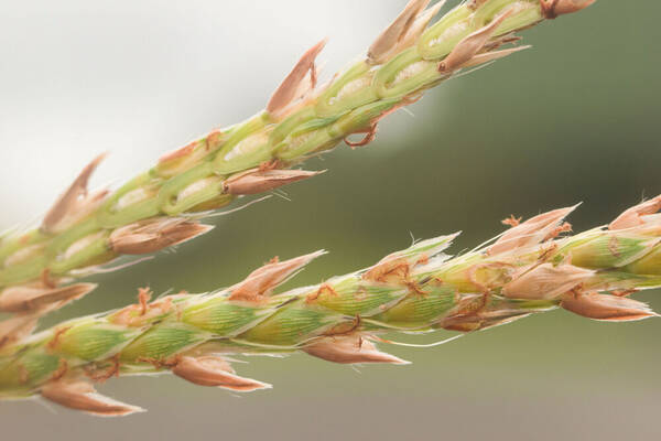 Ischaemum polystachyum Spikelets