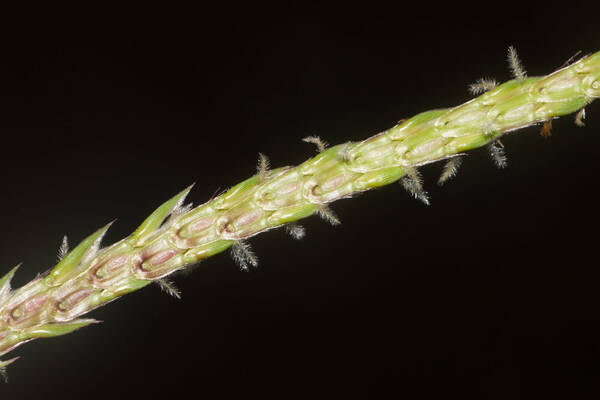 Ischaemum polystachyum Spikelets