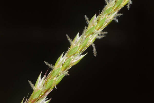 Ischaemum polystachyum Spikelets