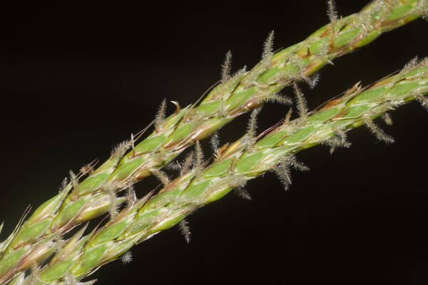 Ischaemum polystachyum Spikelets