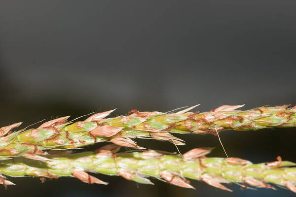 Ischaemum polystachyum Spikelets