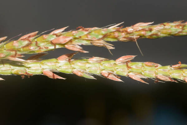 Ischaemum polystachyum Spikelets